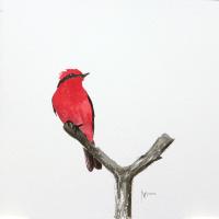 Crimson birdie