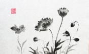 Poppies
