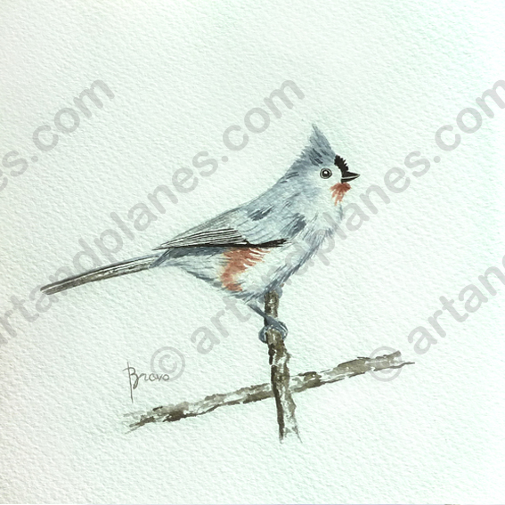 Grey Arrow Birdie