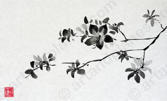 Azaleas