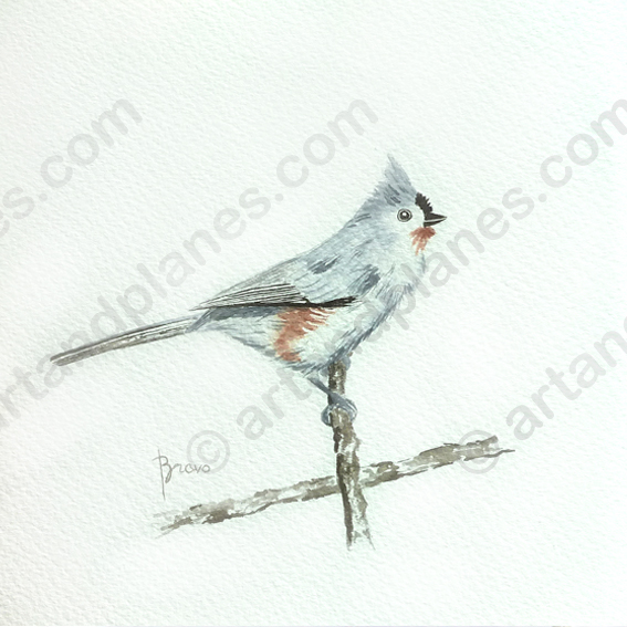 Grey Arrow Birdie