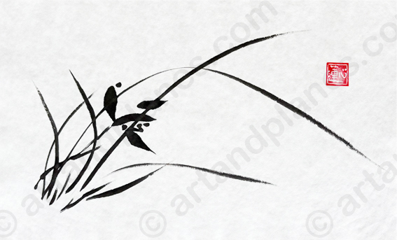 Orchid II