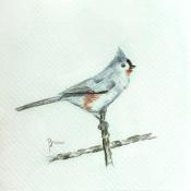 Grey Arrow Birdie