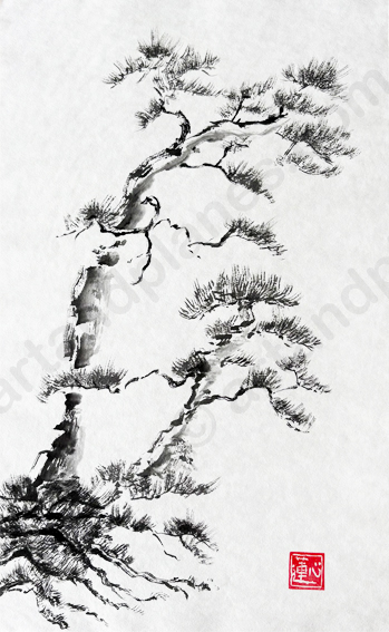 Pine