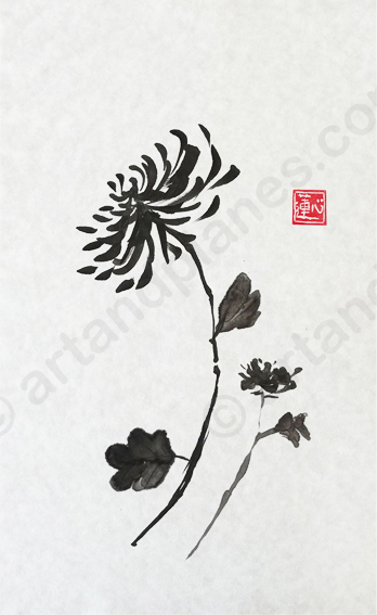 Chrysanthemum