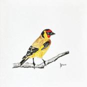 Goldfinch Birdie