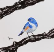 Shinny blue birdie