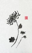 Chrysanthemum