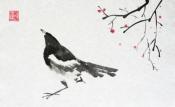 Magpie