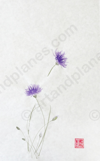 Cornflower