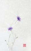 Cornflower
