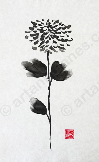 Chrysanthemum II