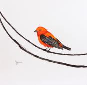 Orange birdie