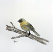 Pale Green Birdie