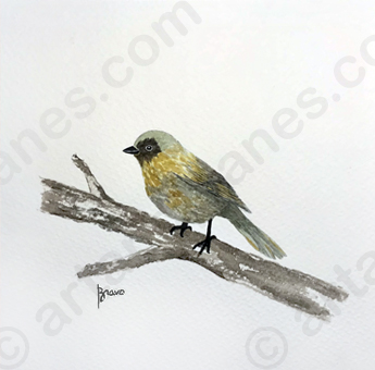 Pale Green Birdie