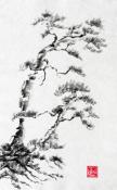 Pine