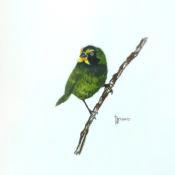 Wise Birdie